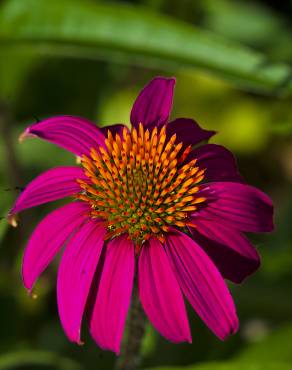 Fotografia 10 da espécie Echinacea purpurea no Jardim Botânico UTAD