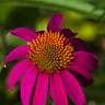 Fotografia 10 da espécie Echinacea purpurea do Jardim Botânico UTAD