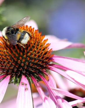 Fotografia 11 da espécie Echinacea purpurea no Jardim Botânico UTAD