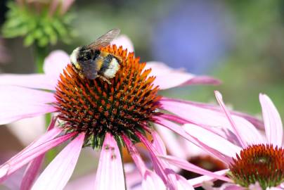 Fotografia da espécie Echinacea purpurea