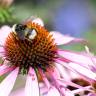 Fotografia 11 da espécie Echinacea purpurea do Jardim Botânico UTAD