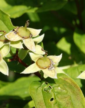 Fotografia 6 da espécie Philadelphus coronarius no Jardim Botânico UTAD