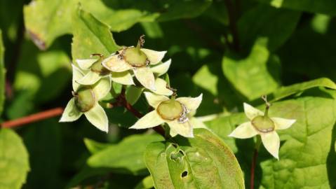 Fotografia da espécie Philadelphus coronarius