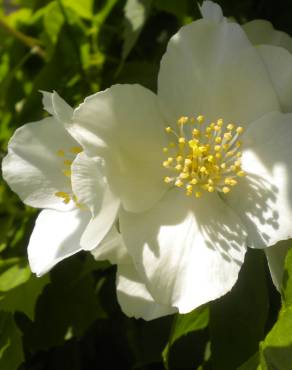 Fotografia 7 da espécie Philadelphus coronarius no Jardim Botânico UTAD