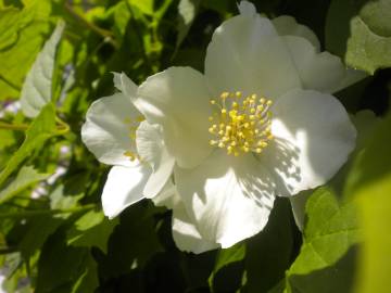 Fotografia da espécie Philadelphus coronarius