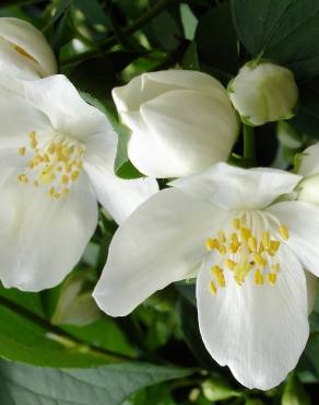 Fotografia 8 da espécie Philadelphus coronarius no Jardim Botânico UTAD