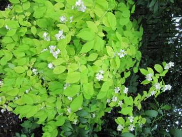 Fotografia da espécie Philadelphus coronarius