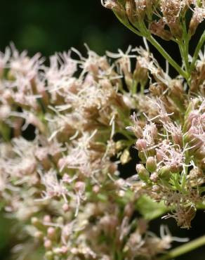 Fotografia 7 da espécie Eupatorium cannabinum subesp. cannabinum no Jardim Botânico UTAD