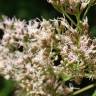 Fotografia 7 da espécie Eupatorium cannabinum subesp. cannabinum do Jardim Botânico UTAD