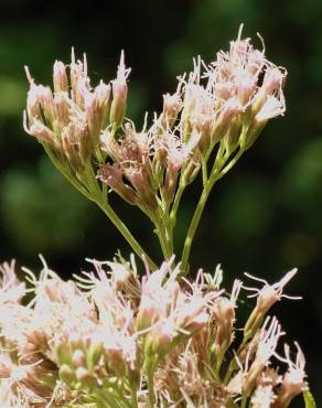 Fotografia 8 da espécie Eupatorium cannabinum subesp. cannabinum no Jardim Botânico UTAD