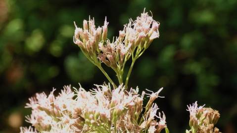 Fotografia da espécie Eupatorium cannabinum subesp. cannabinum