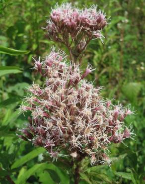 Fotografia 9 da espécie Eupatorium cannabinum subesp. cannabinum no Jardim Botânico UTAD