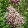 Fotografia 9 da espécie Eupatorium cannabinum subesp. cannabinum do Jardim Botânico UTAD