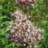 Fotografia 9 da espécie Eupatorium cannabinum subesp. cannabinum do Jardim Botânico UTAD