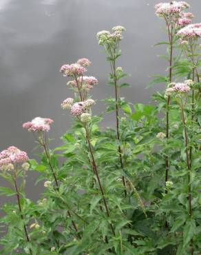 Fotografia 10 da espécie Eupatorium cannabinum subesp. cannabinum no Jardim Botânico UTAD