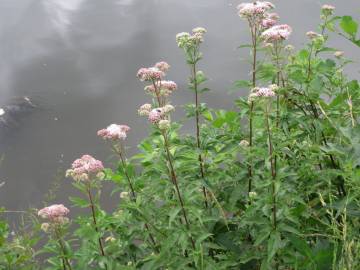 Fotografia da espécie Eupatorium cannabinum subesp. cannabinum