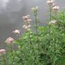 Fotografia 10 da espécie Eupatorium cannabinum subesp. cannabinum do Jardim Botânico UTAD