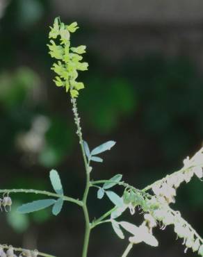 Fotografia 3 da espécie Melilotus officinalis no Jardim Botânico UTAD