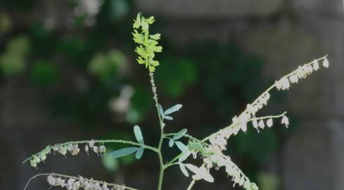 Fotografia da espécie Melilotus officinalis