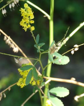 Fotografia 4 da espécie Melilotus officinalis no Jardim Botânico UTAD