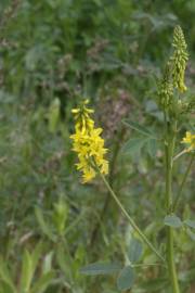 Fotografia da espécie Melilotus officinalis