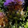 Fotografia 6 da espécie Cynara cardunculus do Jardim Botânico UTAD