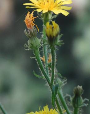 Fotografia 2 da espécie Picris hieracioides no Jardim Botânico UTAD