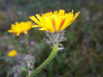 Fotografia da espécie Picris hieracioides