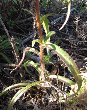 Fotografia 5 da espécie Picris hieracioides no Jardim Botânico UTAD