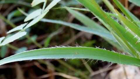 Fotografia da espécie Luzula sylvatica subesp. sylvatica