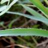 Fotografia 2 da espécie Luzula sylvatica subesp. sylvatica do Jardim Botânico UTAD