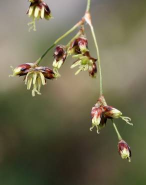 Fotografia 1 da espécie Luzula sylvatica subesp. sylvatica no Jardim Botânico UTAD