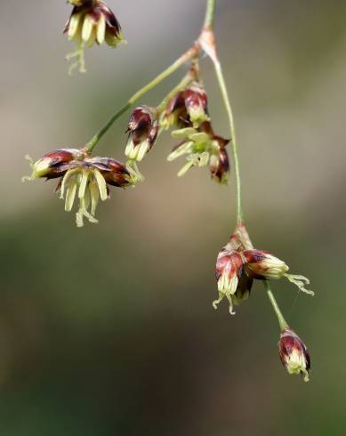 Fotografia de capa Luzula sylvatica subesp. sylvatica - do Jardim Botânico