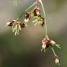 Fotografia 1 da espécie Luzula sylvatica subesp. sylvatica do Jardim Botânico UTAD