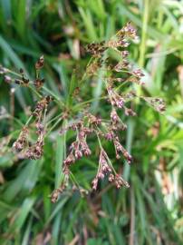 Fotografia da espécie Luzula sylvatica subesp. sylvatica