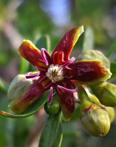 Fotografia de capa Periploca laevigata - do Jardim Botânico