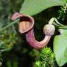 Fotografia 3 da espécie Aristolochia baetica do Jardim Botânico UTAD