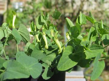 Fotografia da espécie Aristolochia paucinervis