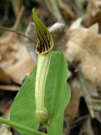 Fotografia da espécie Aristolochia paucinervis