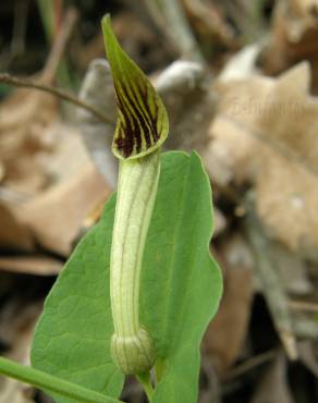 Fotografia 3 da espécie Aristolochia paucinervis no Jardim Botânico UTAD