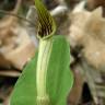 Fotografia 3 da espécie Aristolochia paucinervis do Jardim Botânico UTAD
