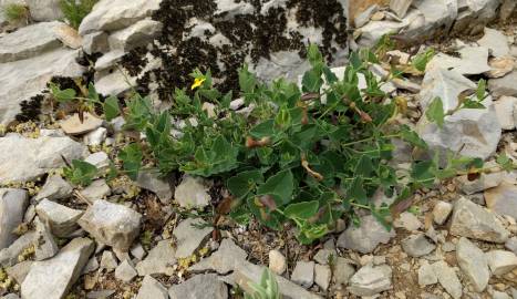Fotografia da espécie Aristolochia pistolochia