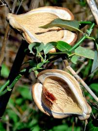 Fotografia da espécie Araujia sericifera