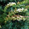 Fotografia 3 da espécie Teucrium salviastrum do Jardim Botânico UTAD