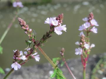 Fotografia da espécie Verbena officinalis