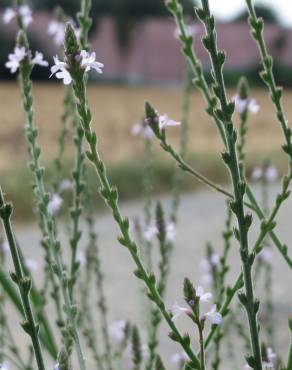 Fotografia 6 da espécie Verbena officinalis no Jardim Botânico UTAD