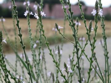 Fotografia da espécie Verbena officinalis