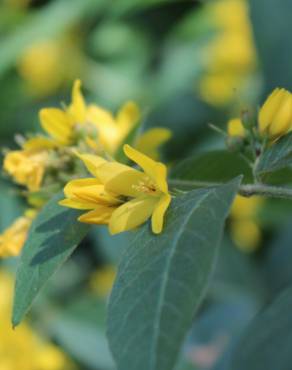 Fotografia 3 da espécie Lysimachia vulgaris no Jardim Botânico UTAD