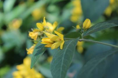 Fotografia da espécie Lysimachia vulgaris