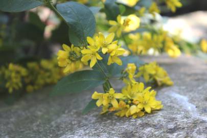 Fotografia da espécie Lysimachia vulgaris